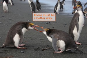 Image of Two Penguins fighting